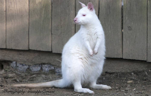 Canguro Bianco
