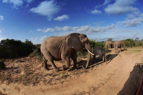 simone raso sudafrica 2011