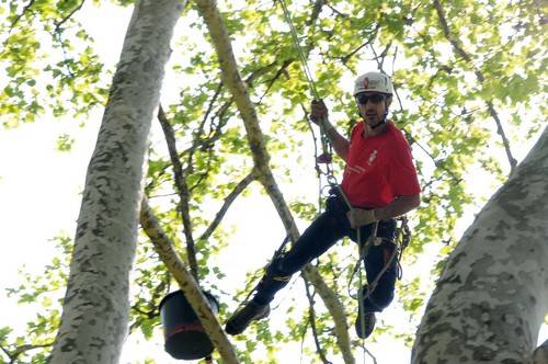 tree climbing