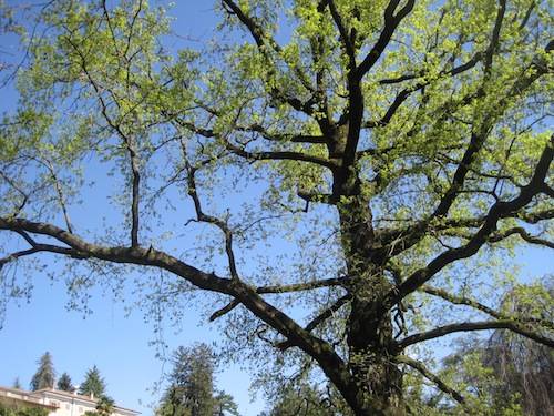 tree climbing villa mylius