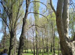 tree climbing villa mylius