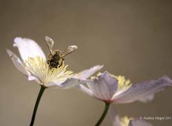 Apis mellifera