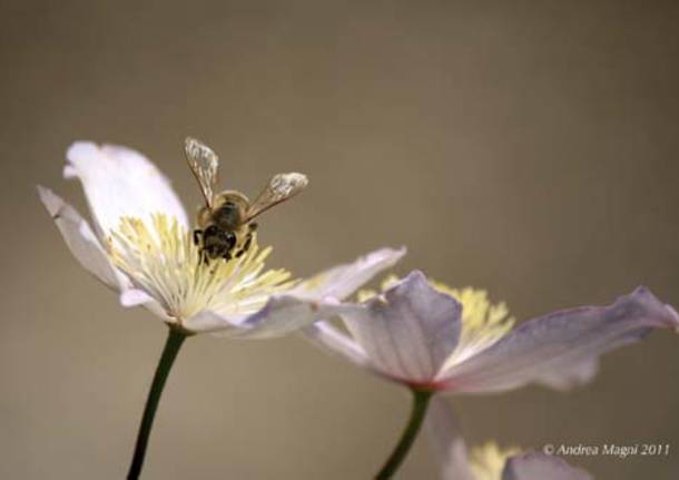 Apis mellifera