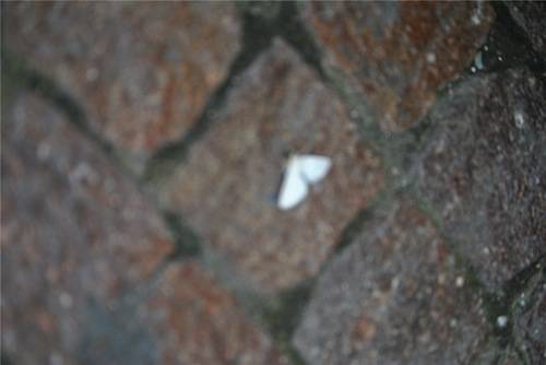 farfalle bianche