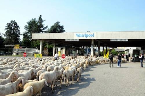 pecore whirlpool 2