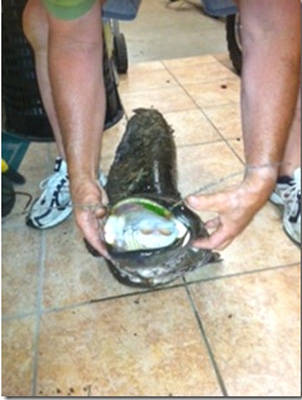 siluro 25 giugno 2011