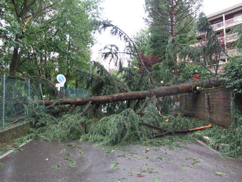Albero caduto da condominio in via Isonzo verso via dei carracci entrato in parte nel cortile della scuola elementare Pascoli.
Foto di Ambrosiano Aurora 