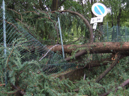 Albero caduto da condominio in via Isonzo verso via dei carracci entrato in parte nel cortile della scuola elementare Pascoli.
Foto di Ambrosiano Aurora 