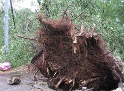 busto arsizio alberi caduti luglio 2011