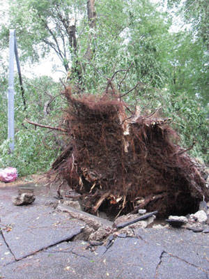 busto arsizio alberi caduti luglio 2011