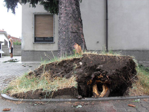 busto arsizio maltempo alberi rotti luglio 2011
