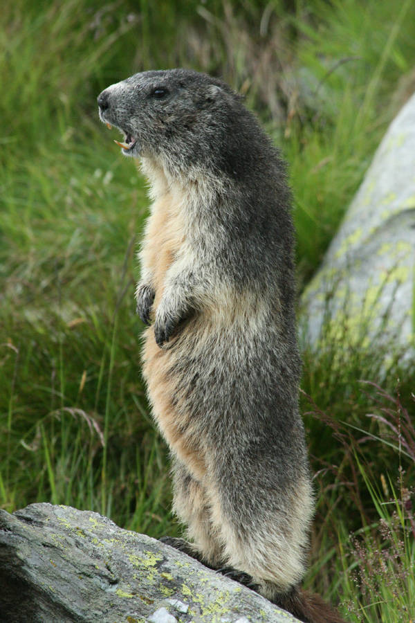 Marmotta in allerta