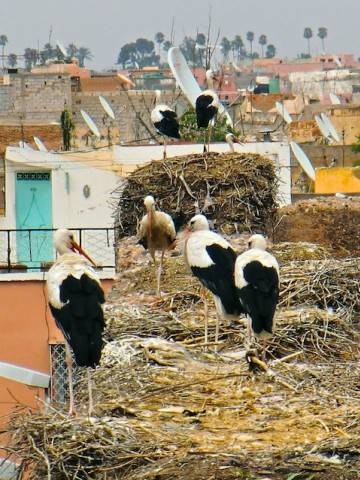 Marrakech