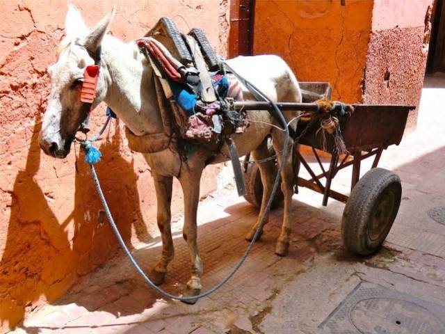 Marrakech