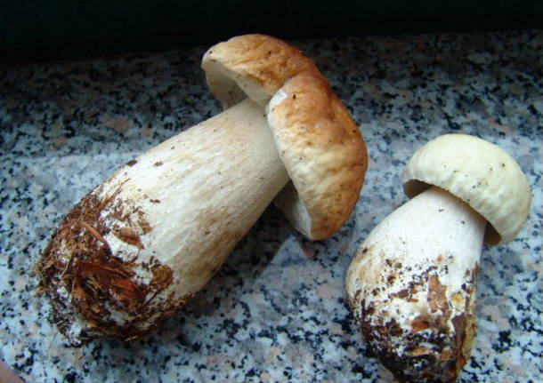 Porcini