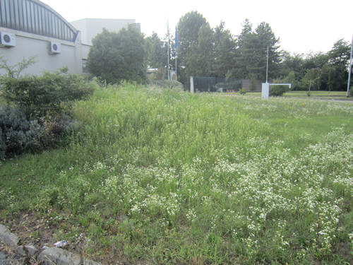 ambrosia busto arsizio corso sempione agosto 2011