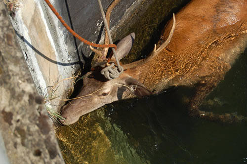 cervo salvataggio saf vigili del fuoco vizzola ticino