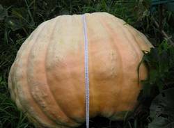 zucca da record Casalzuigno