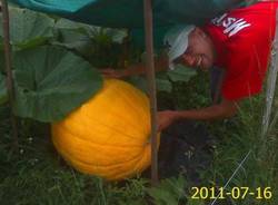 zucca da record casalzuigno