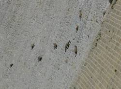 stambecchi Valle Antrona