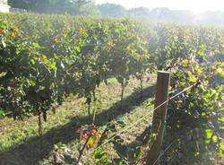 vigna comunale tradate