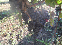 vigna comunale tradate