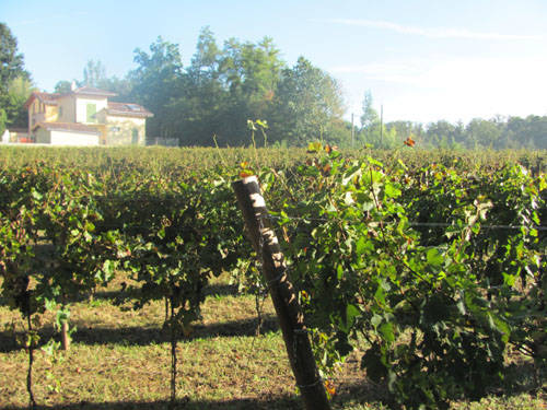 vigna comunale tradate