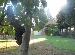 vigna comunale tradate