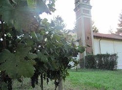 vigna comunale tradate