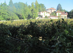 vigna comunale tradate