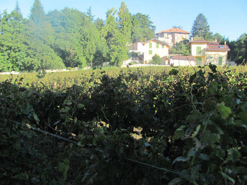 vigna comunale tradate