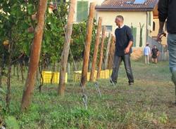 vigna comunale tradate vino vendemmia