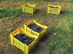 vigna comunale tradate vino vendemmia
