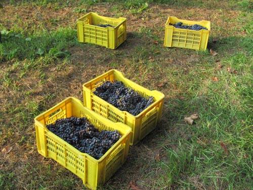 vigna comunale tradate vino vendemmia
