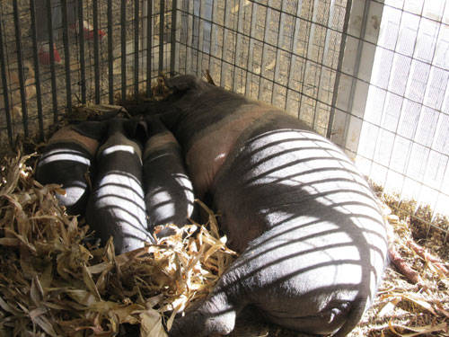 agrivarese 2011 animali