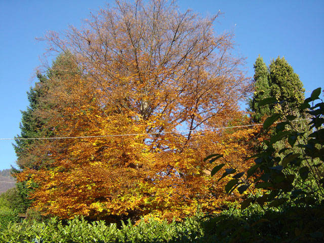 autunno a varese foto di Gianni Binaghi