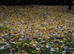 Autunno dei lettori (inserita in galleria)
