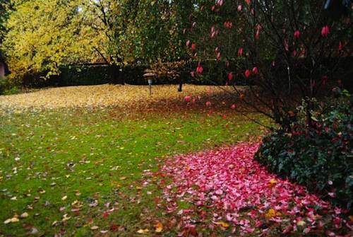 Autunno dei lettori (inserita in galleria)