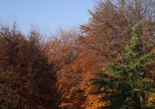 Autunno nel bosco