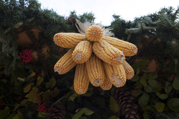 saronno 11 11 giovanna