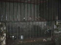 sequestro cane gavirate