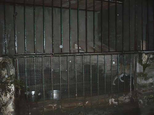 sequestro cane gavirate