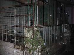 sequestro cane gavirate