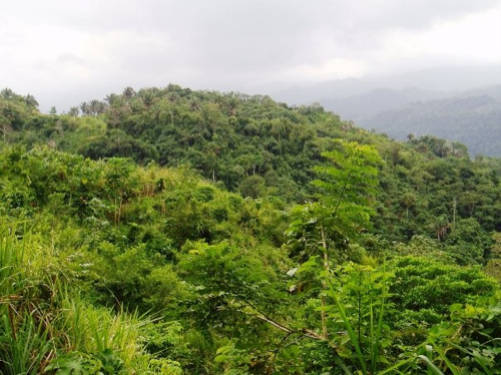 sette meraviglie foresta amazzonica
