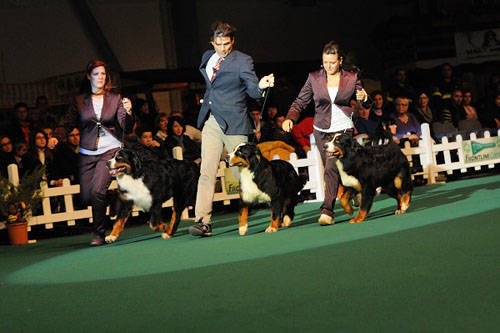 winner insubria cane campionato busto arsizio foto calanca