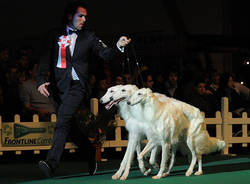 winner insubria cane campionato busto arsizio foto calanca