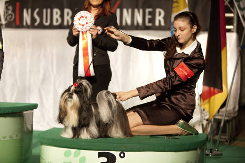 winner insubria malpensafiere cane campionato