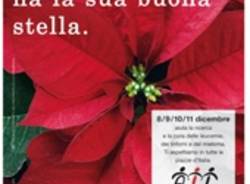 ail stella natale