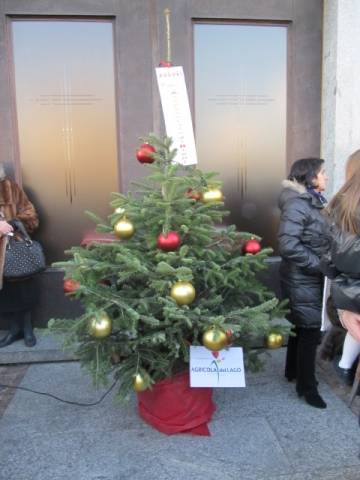 Albero di Natale a Bobbiate (inserita in galleria)