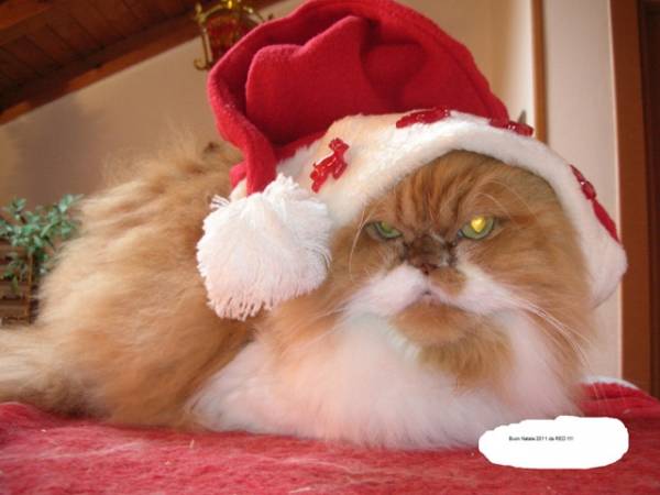 Il natale dei lettori 1 (inserita in galleria)